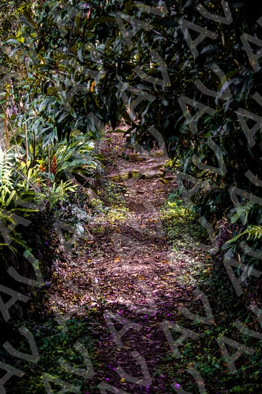 Forest Walking Trail