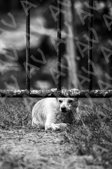 Cute Dog Under a Fence