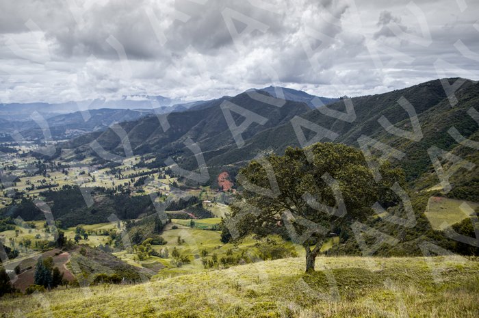 Landscape With Tree