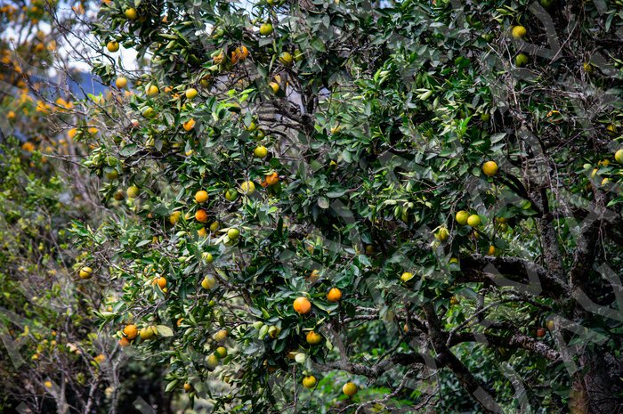 Orange Tree in Forest