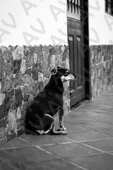 Street Dog 3