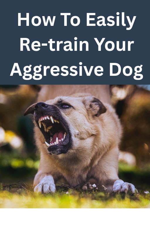 How To Easily Re-train Your Aggressive Dog