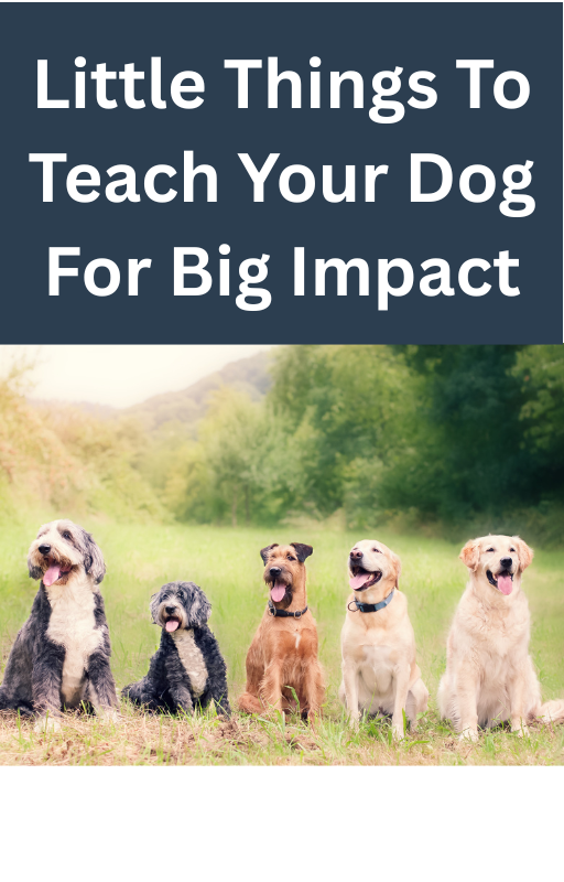 Little Things To Teach Your Dog For Big Impact