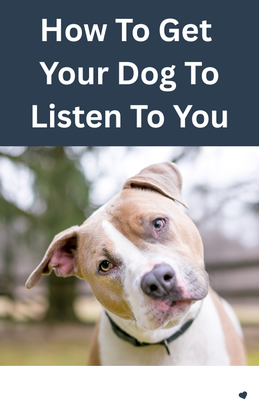 How To Get Your Dog To Listen To You