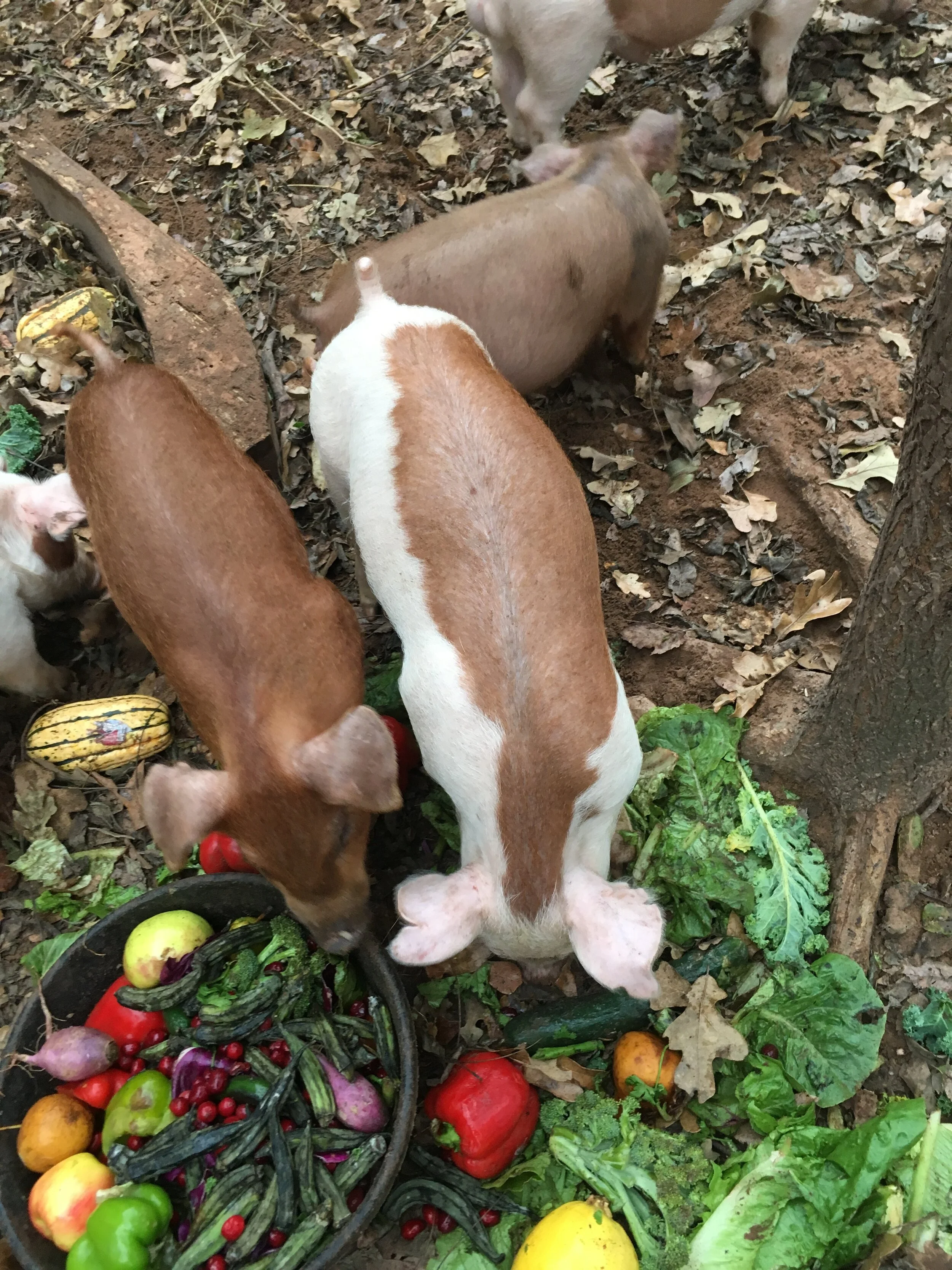Forest Raised Pork