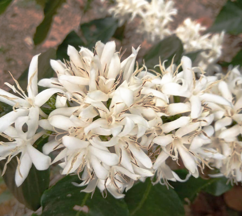 Chiapas - Lavado Maragogipe