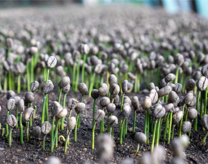 Chiapas - Lavado Maragogipe