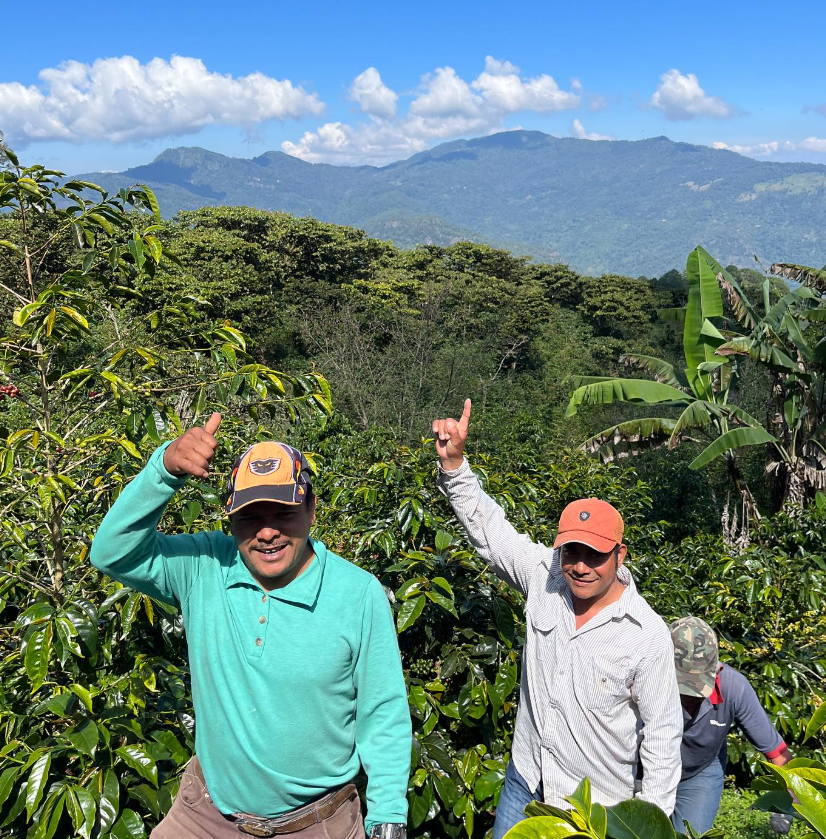 Chiapas - Lavado Maragogipe