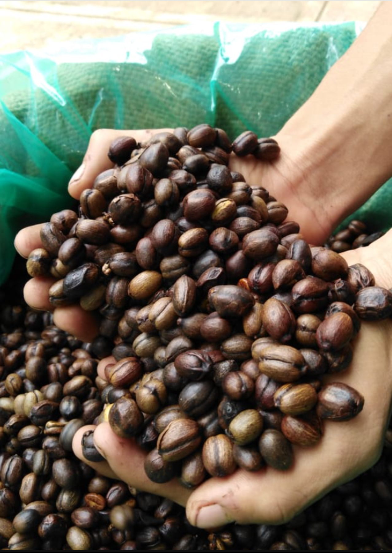 Veracruz - Natural Honey