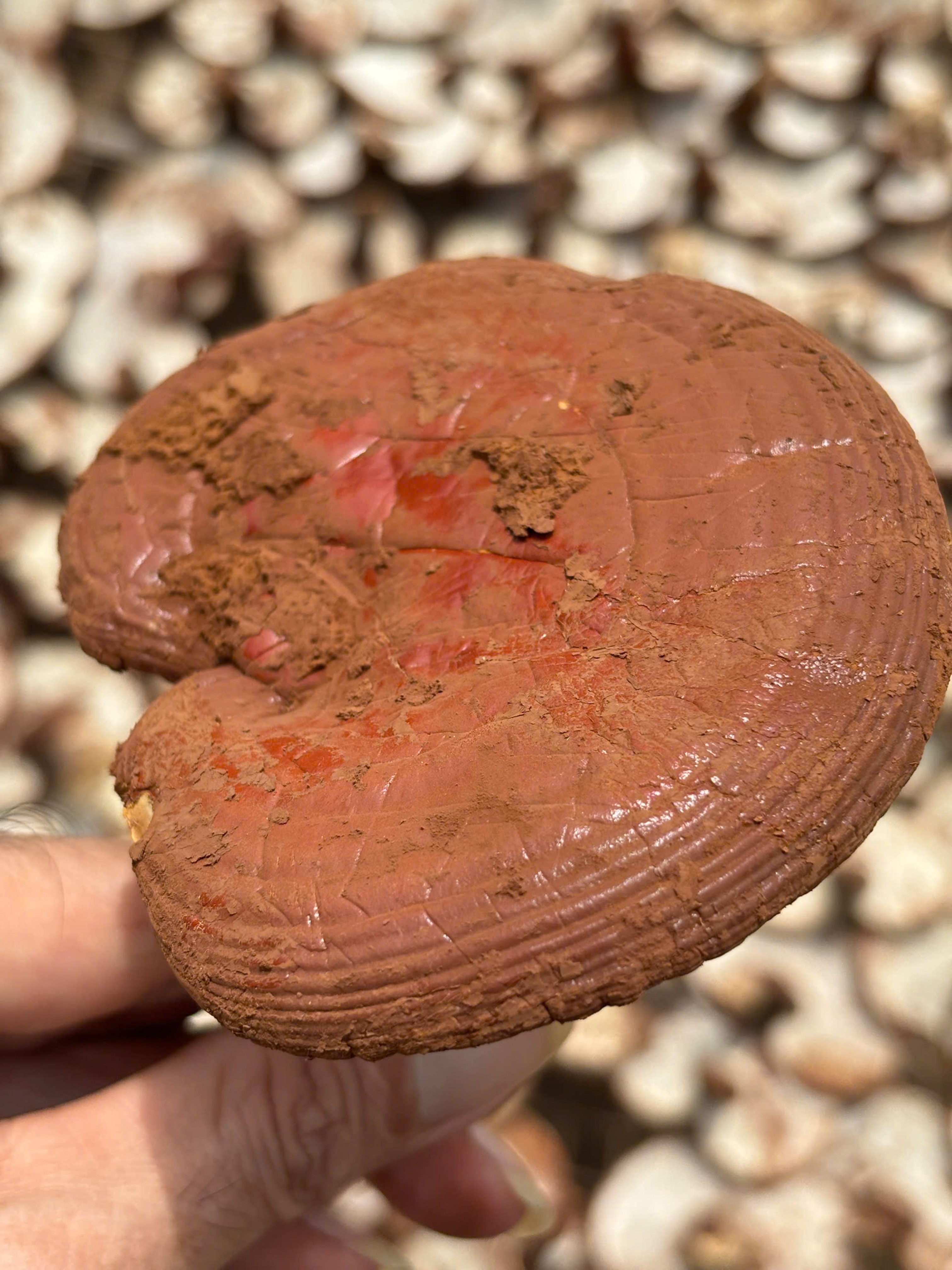 Nấm linh chi đỏ