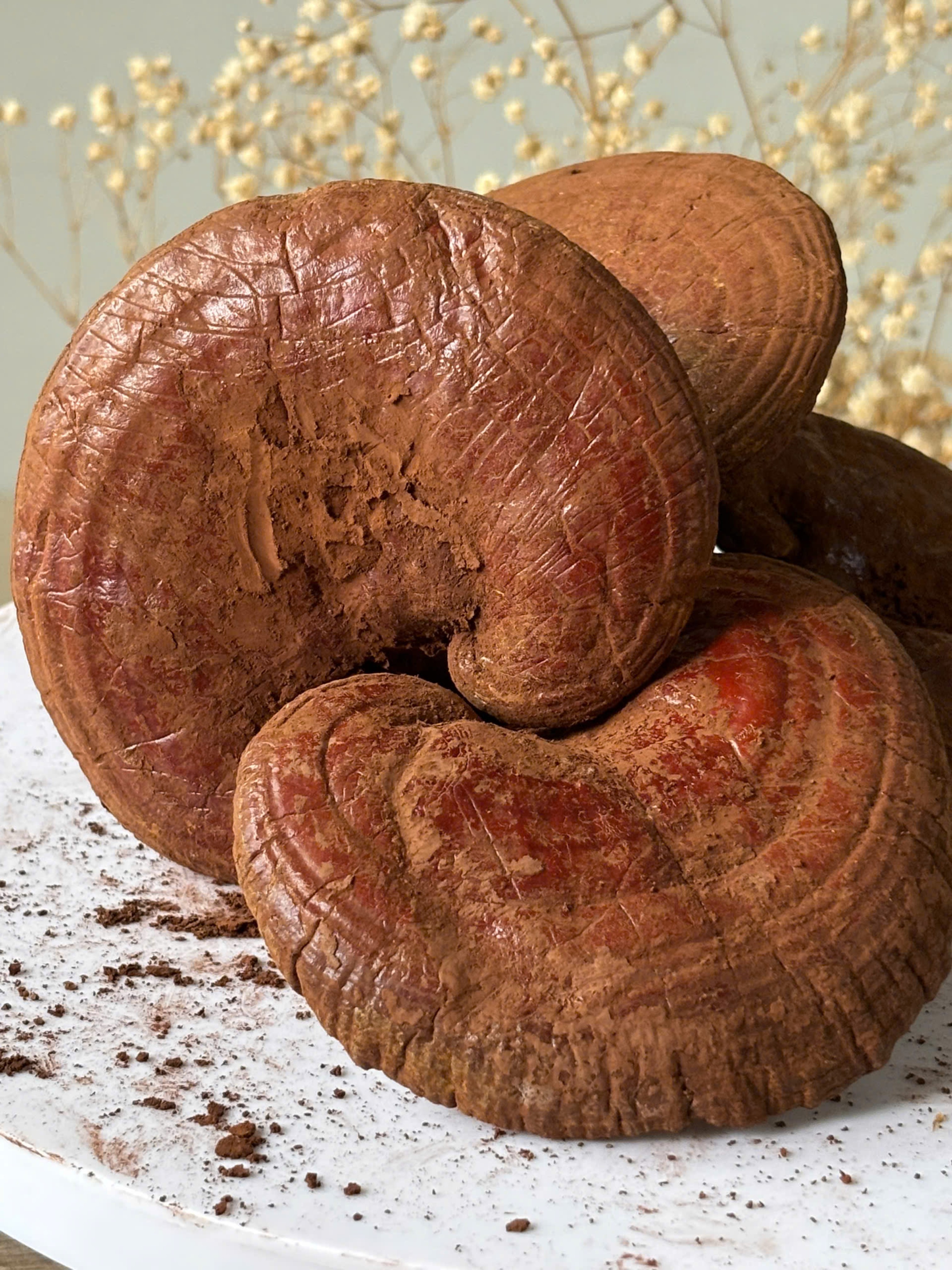 Nấm linh chi đỏ