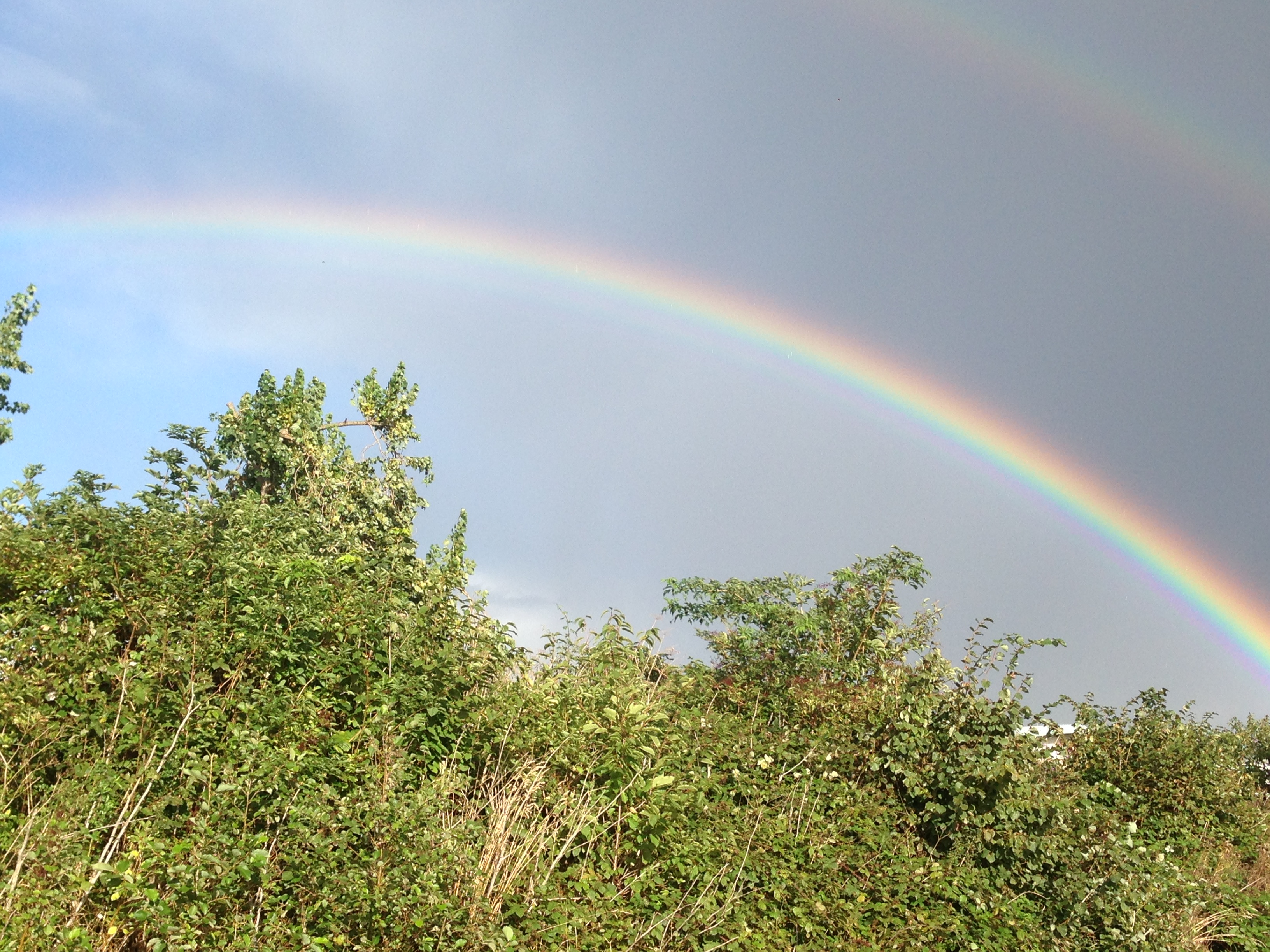 Distance Reiki Rejuvenation Treatment