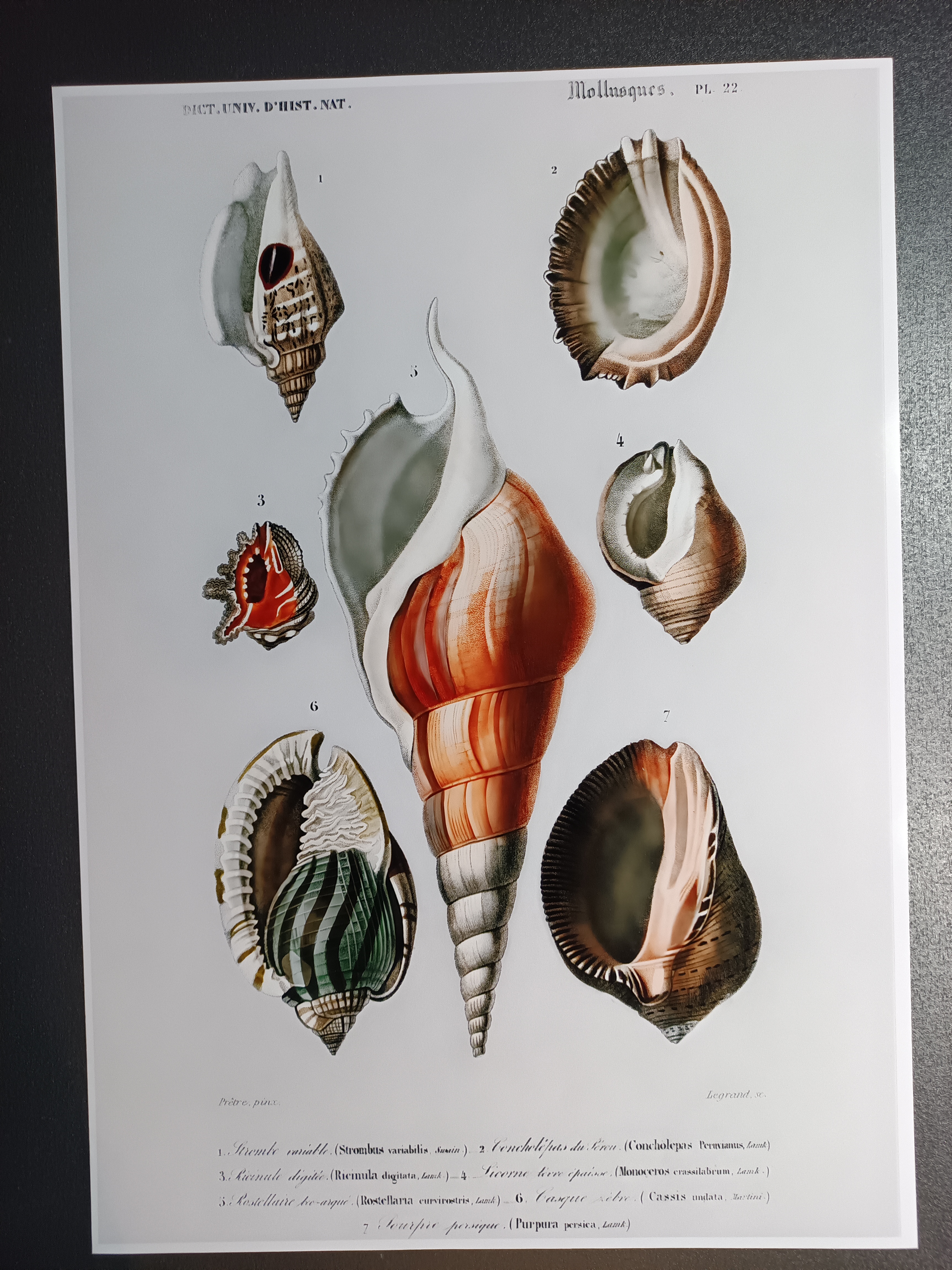 A2 Poster med snäckor