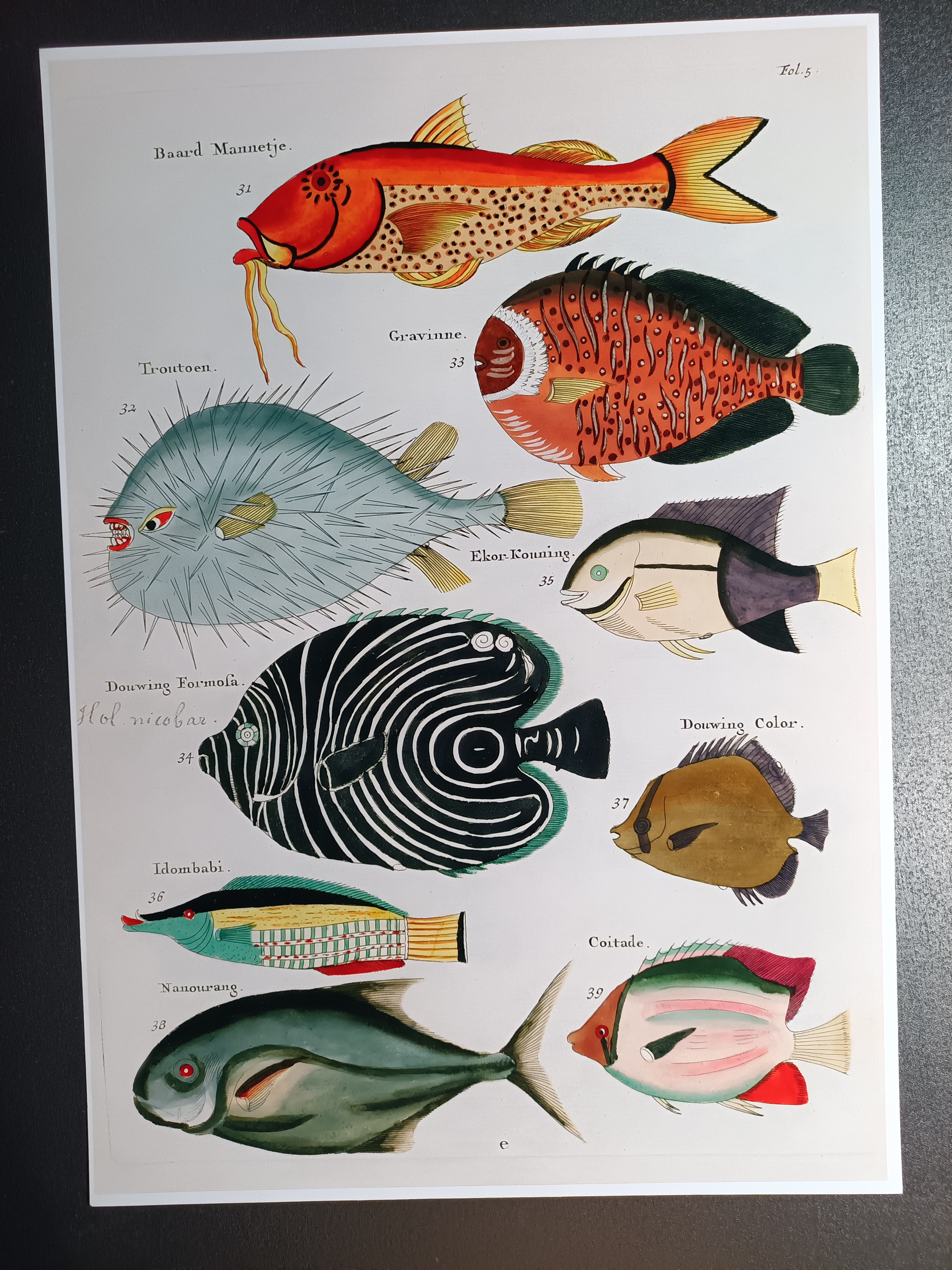 A2 poster med tropiska fiskar