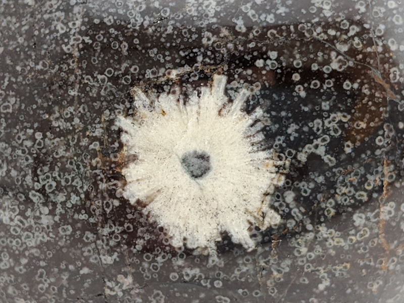 【国産銘石】岐阜県根尾谷産菊花石　ハート型不規則な研磨 にぎり石　10_NG010_51g