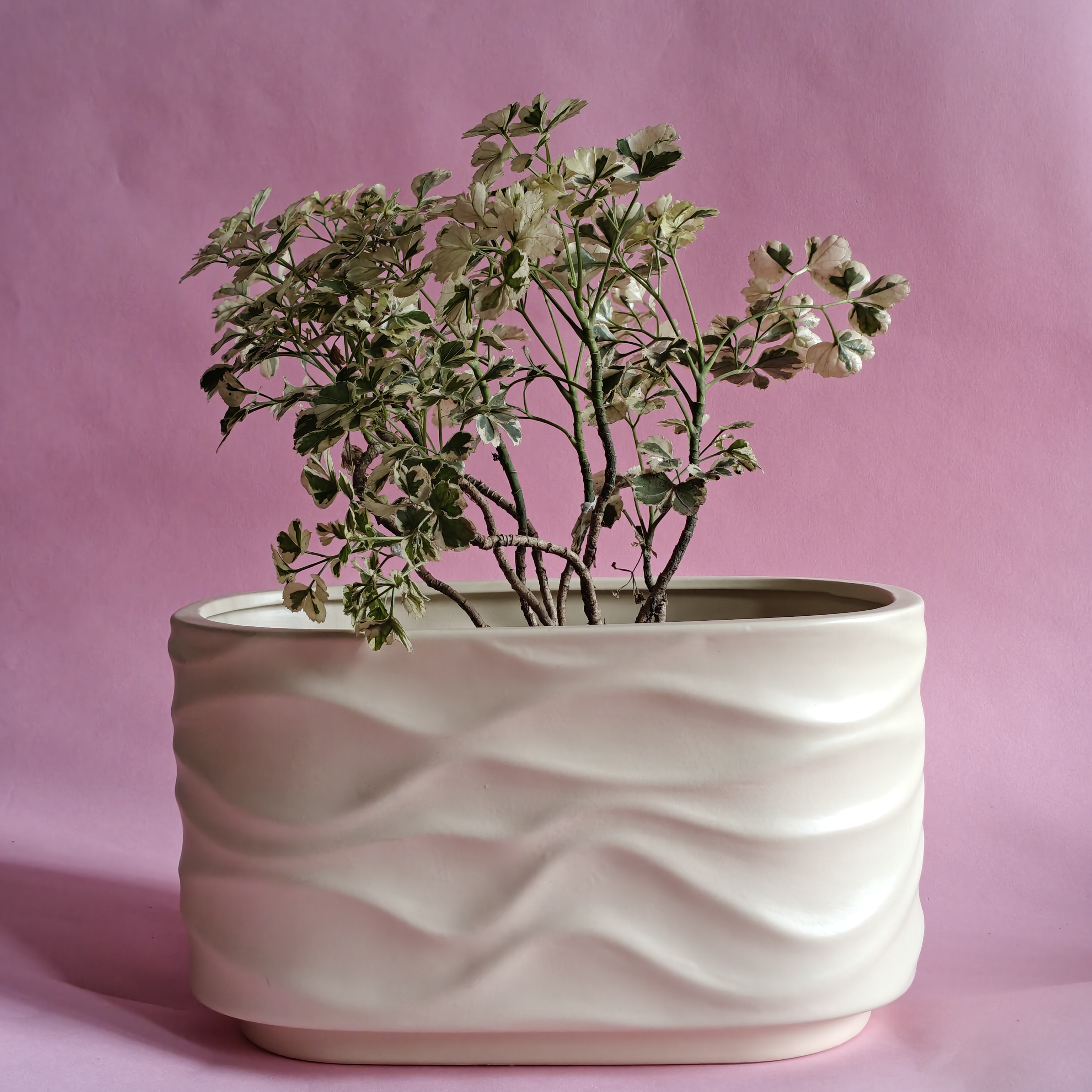 Bonzai Curved Ceramic Planter 