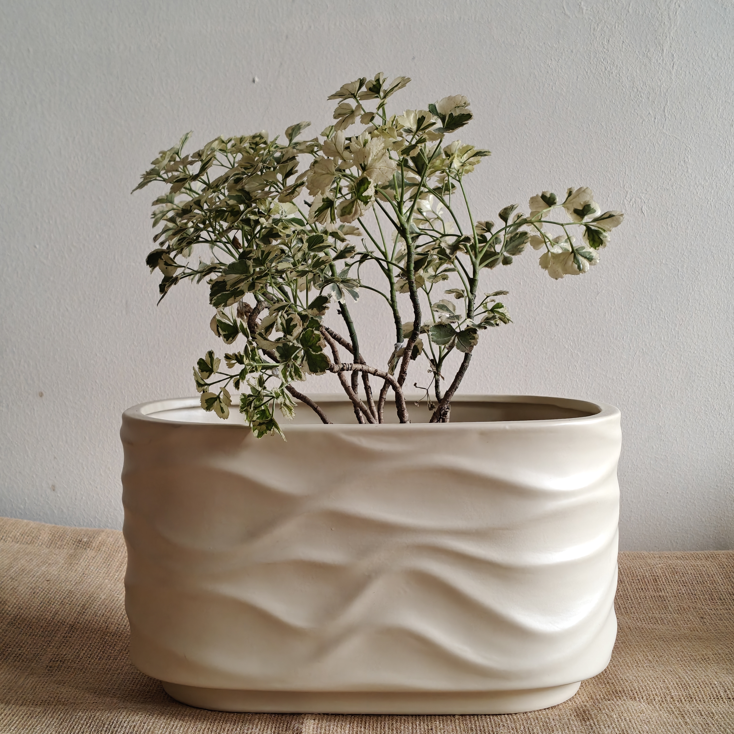 Bonzai Curved Ceramic Planter 