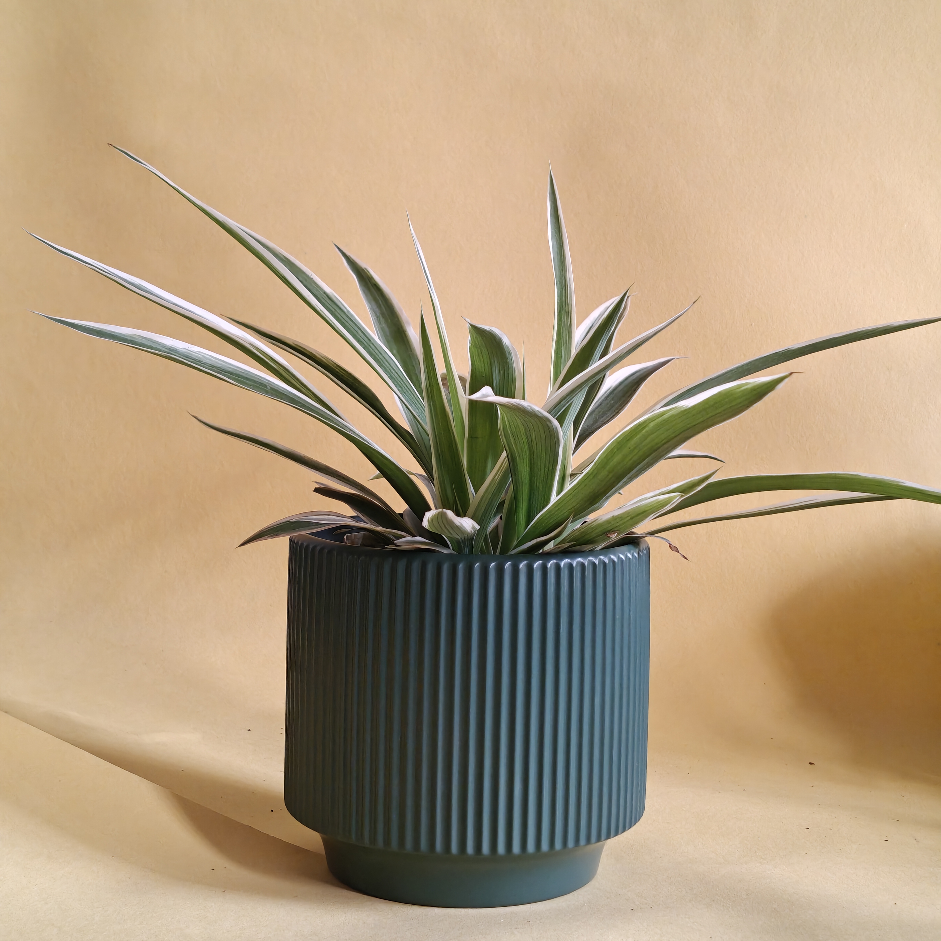 Desk Ceramic Planters