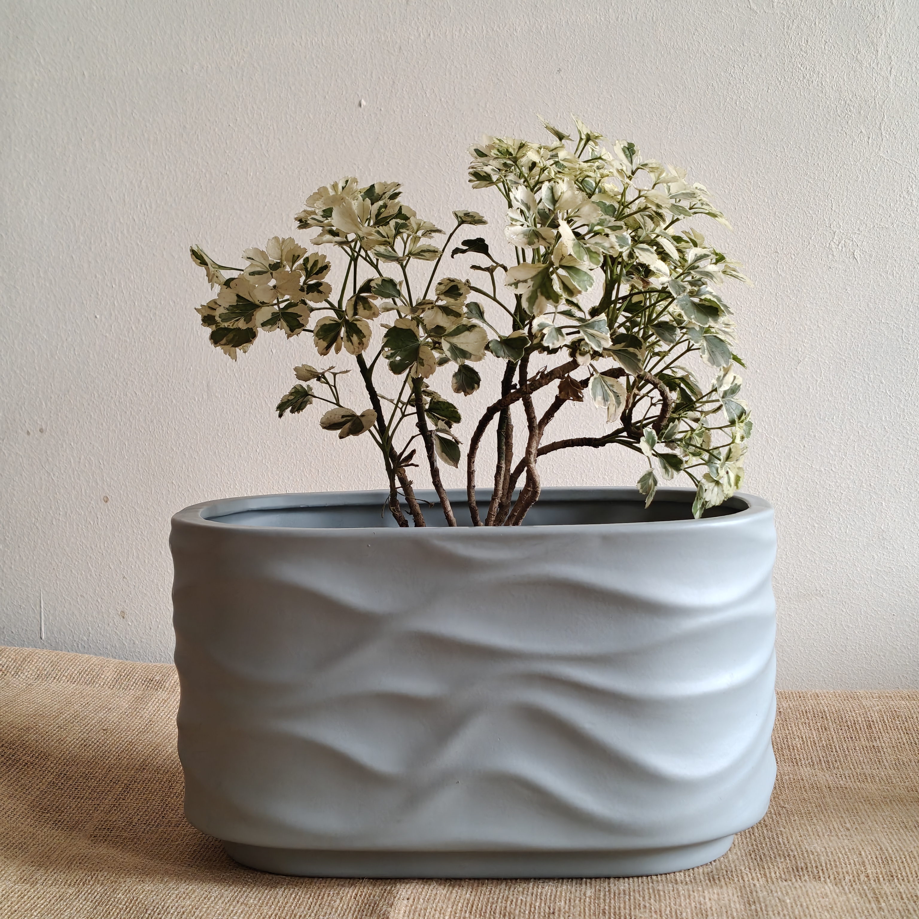 Bonzai Curved Ceramic Planter 