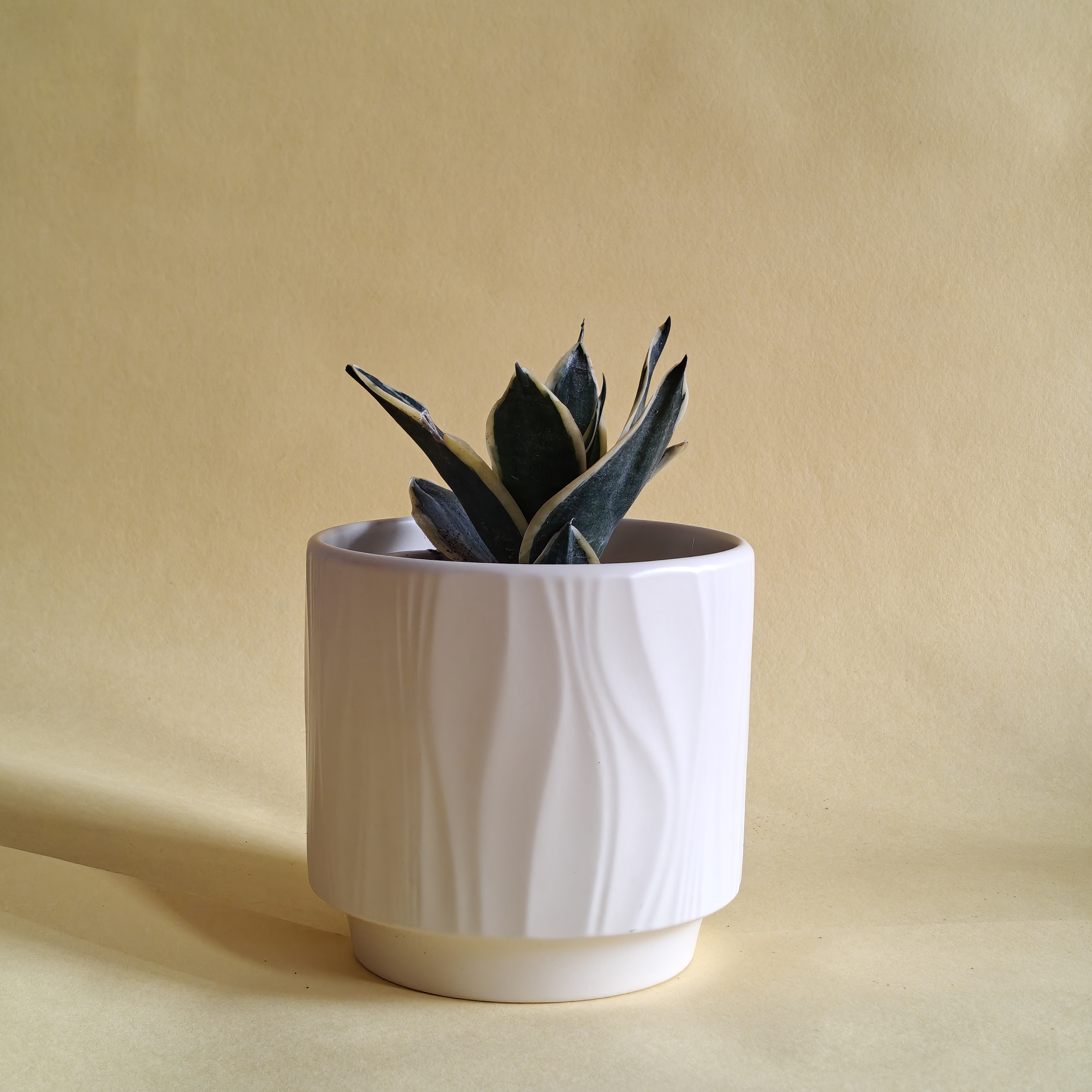 Desk Ceramic Planters