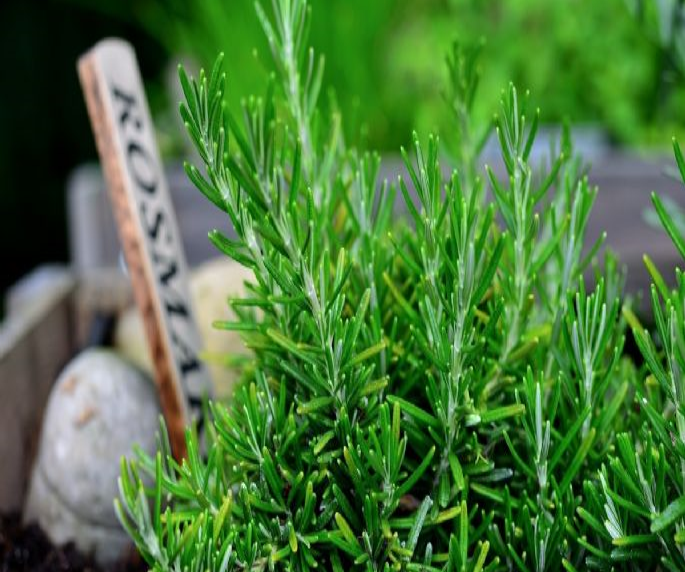 ROSEMARY AROMA