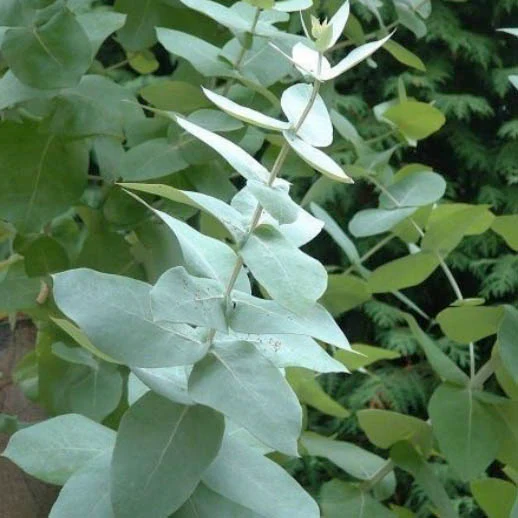 EUCALYPTUS & MINT AROMA