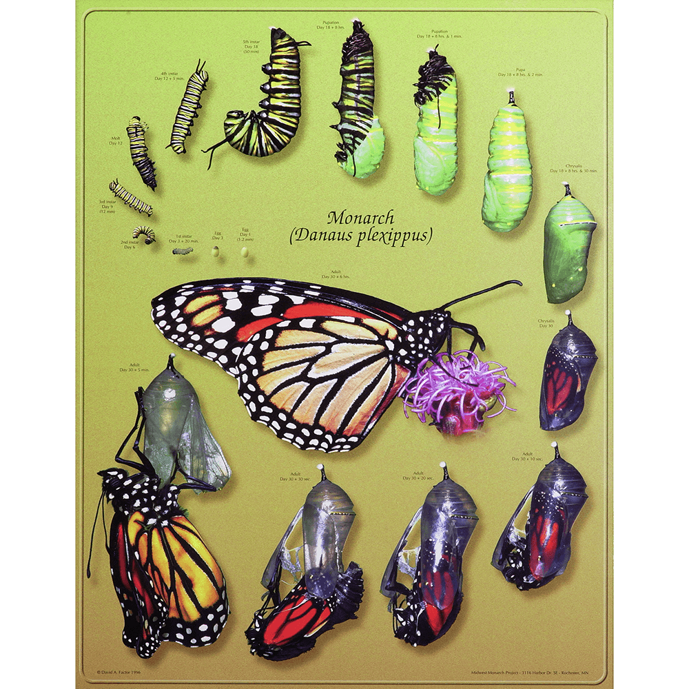Monarch Life Cycle Poster