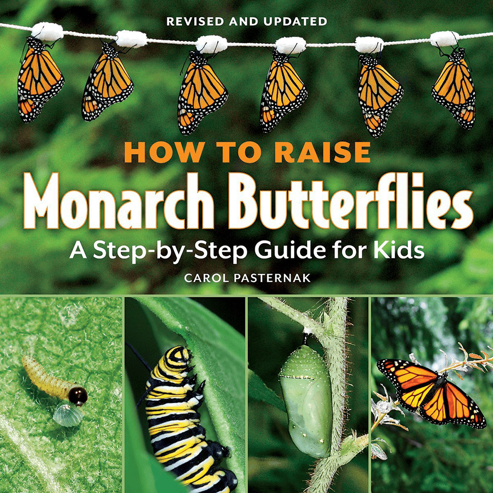 How to Raise Monarch Butterflies