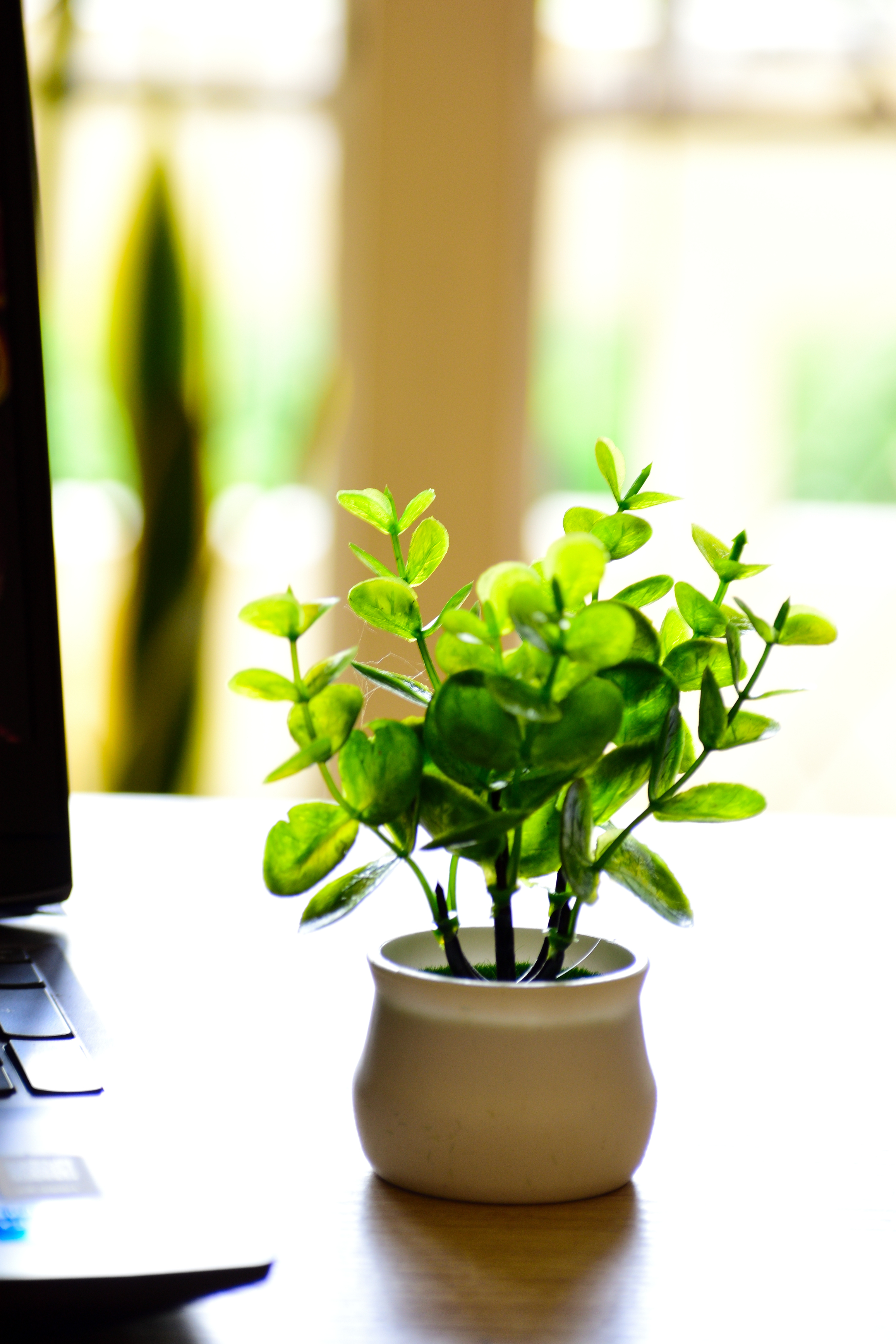 Artificial Flower - Money Plant
