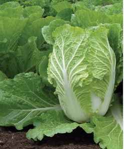 chinese cabbage