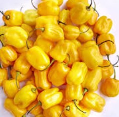 Yellow habanero pepper