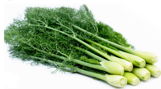 fennels