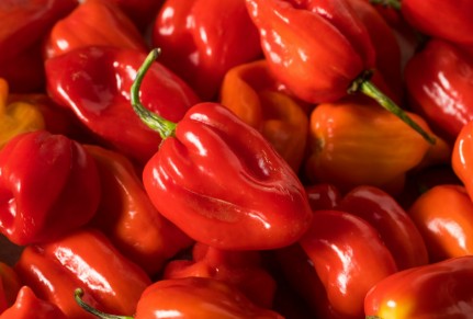 Red habanero pepper