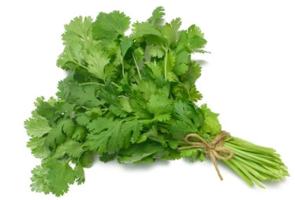 coriander cilantro