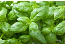 Basil leaves