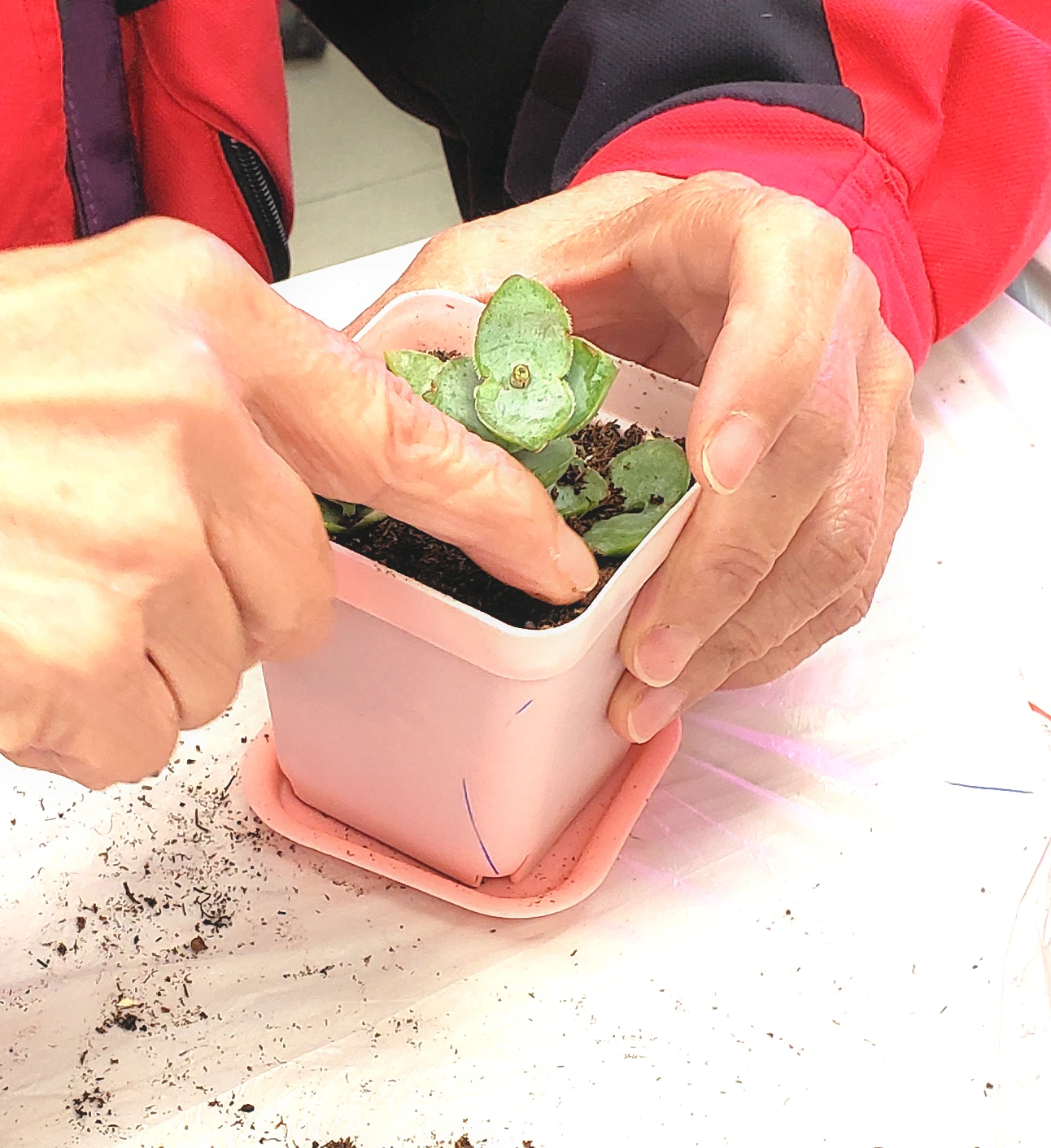 園藝治療小組 (初期至中期認知障礙長者)