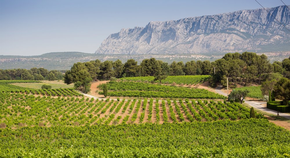 The great rosés 