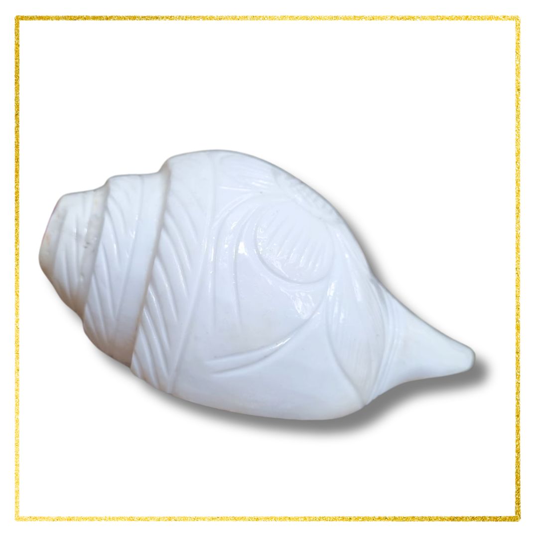 Original Vaamavarti Shankh