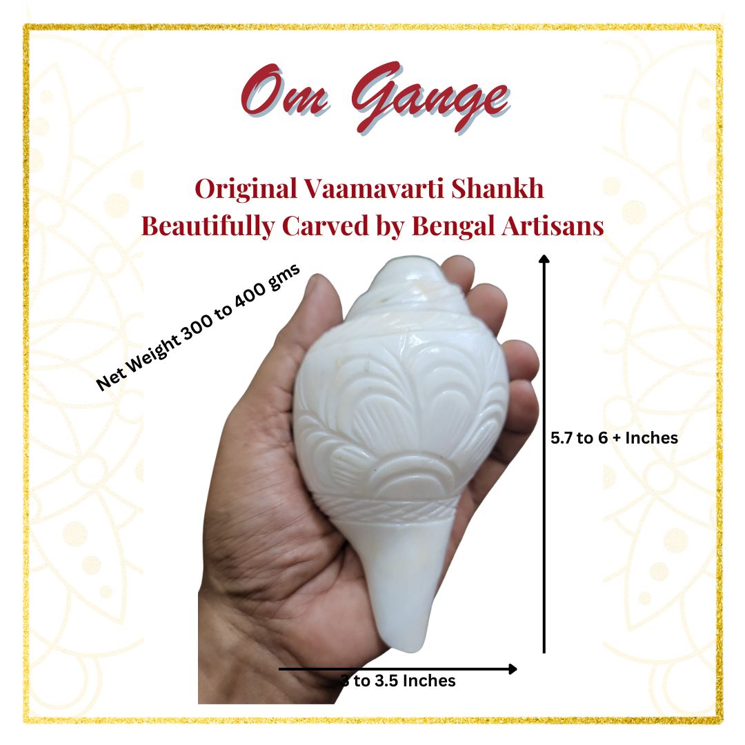 Original Vaamavarti Shankh