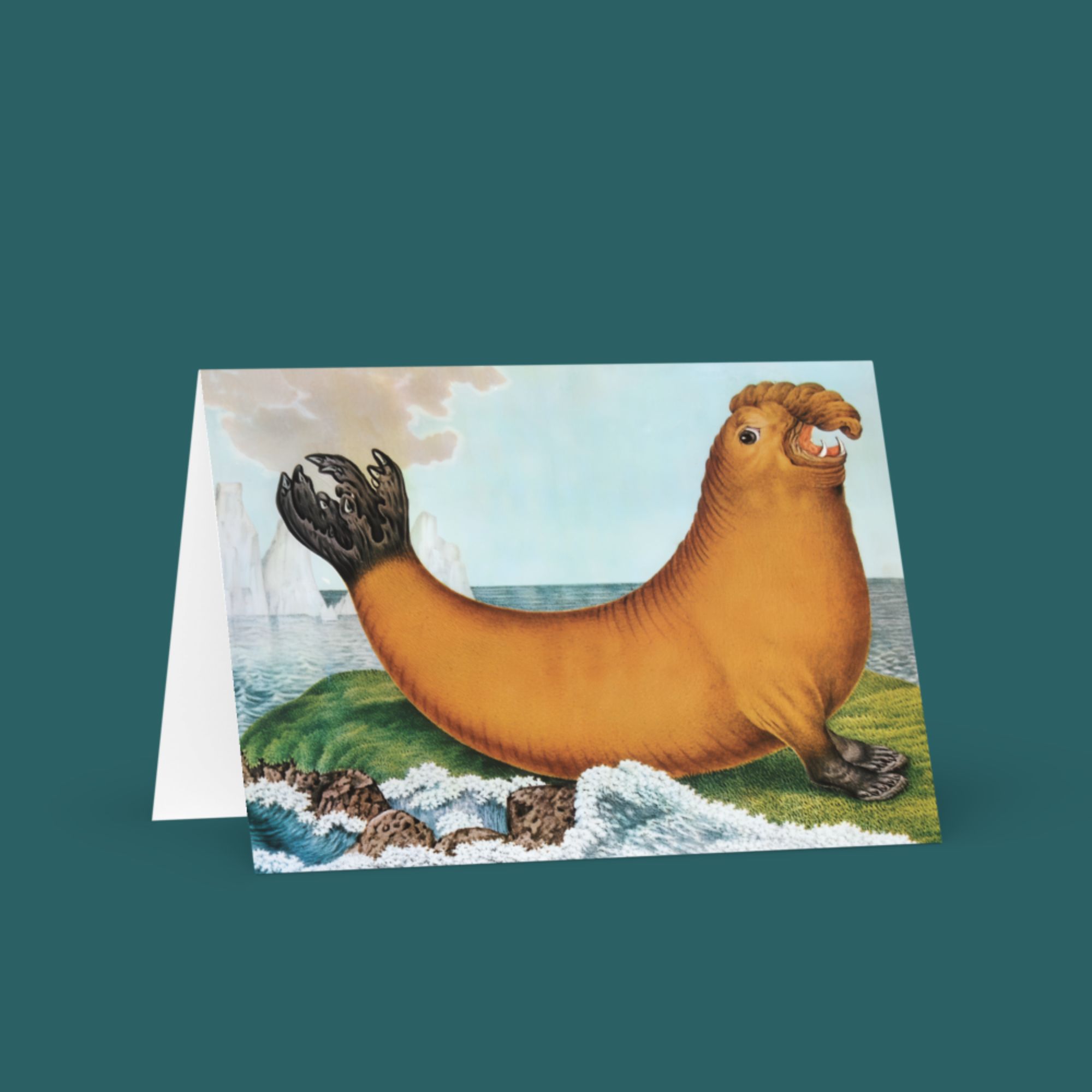 Elephant Seal