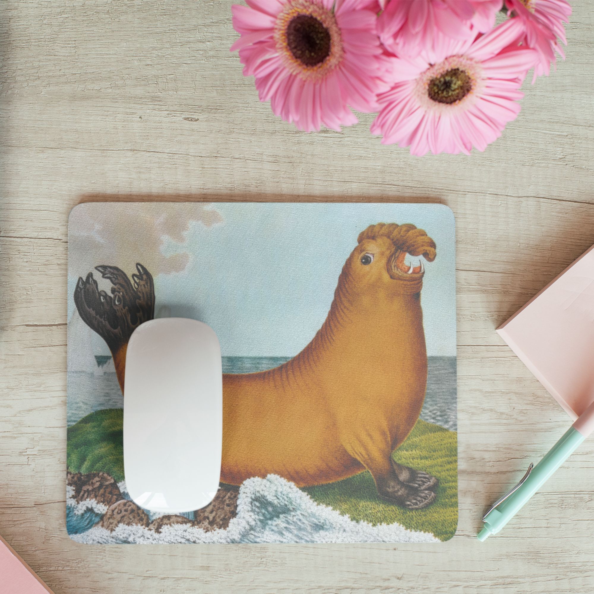 Elephant Seal