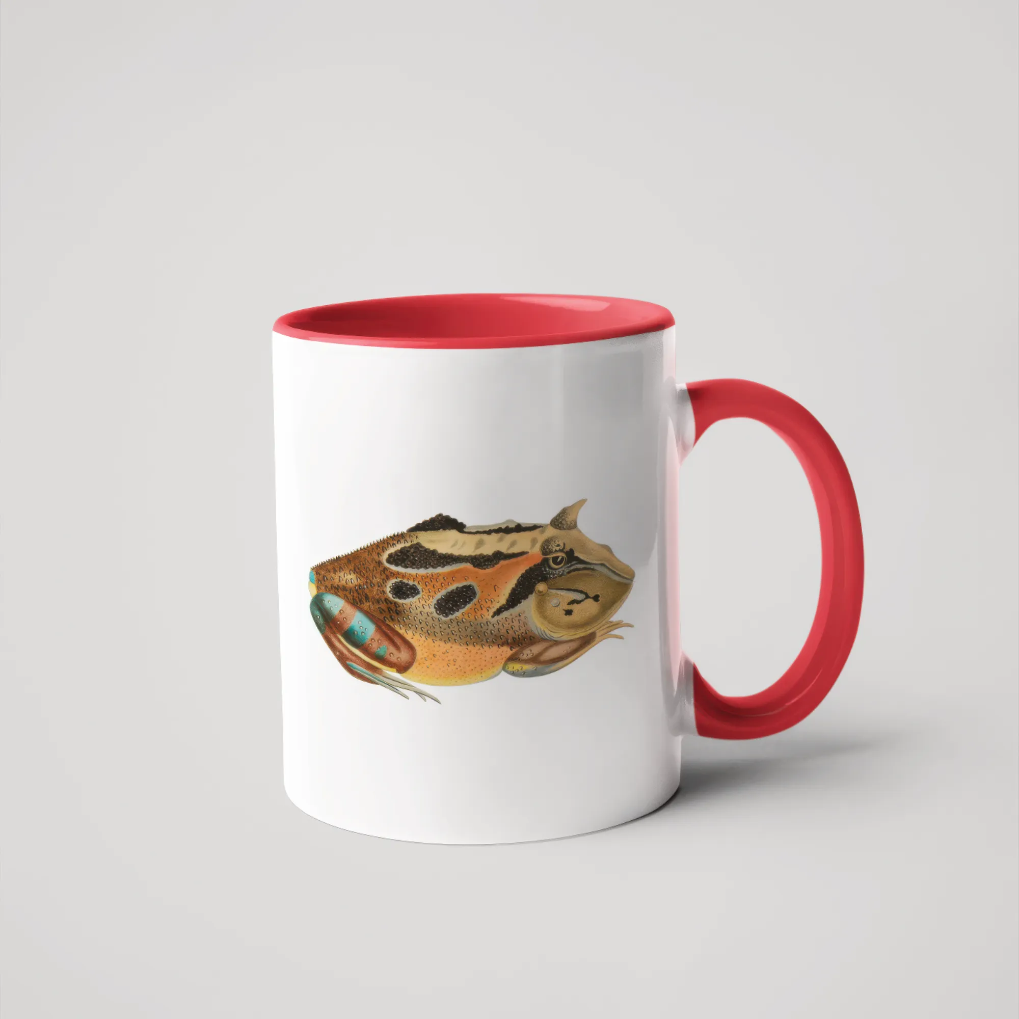 Pacman Frog (female)