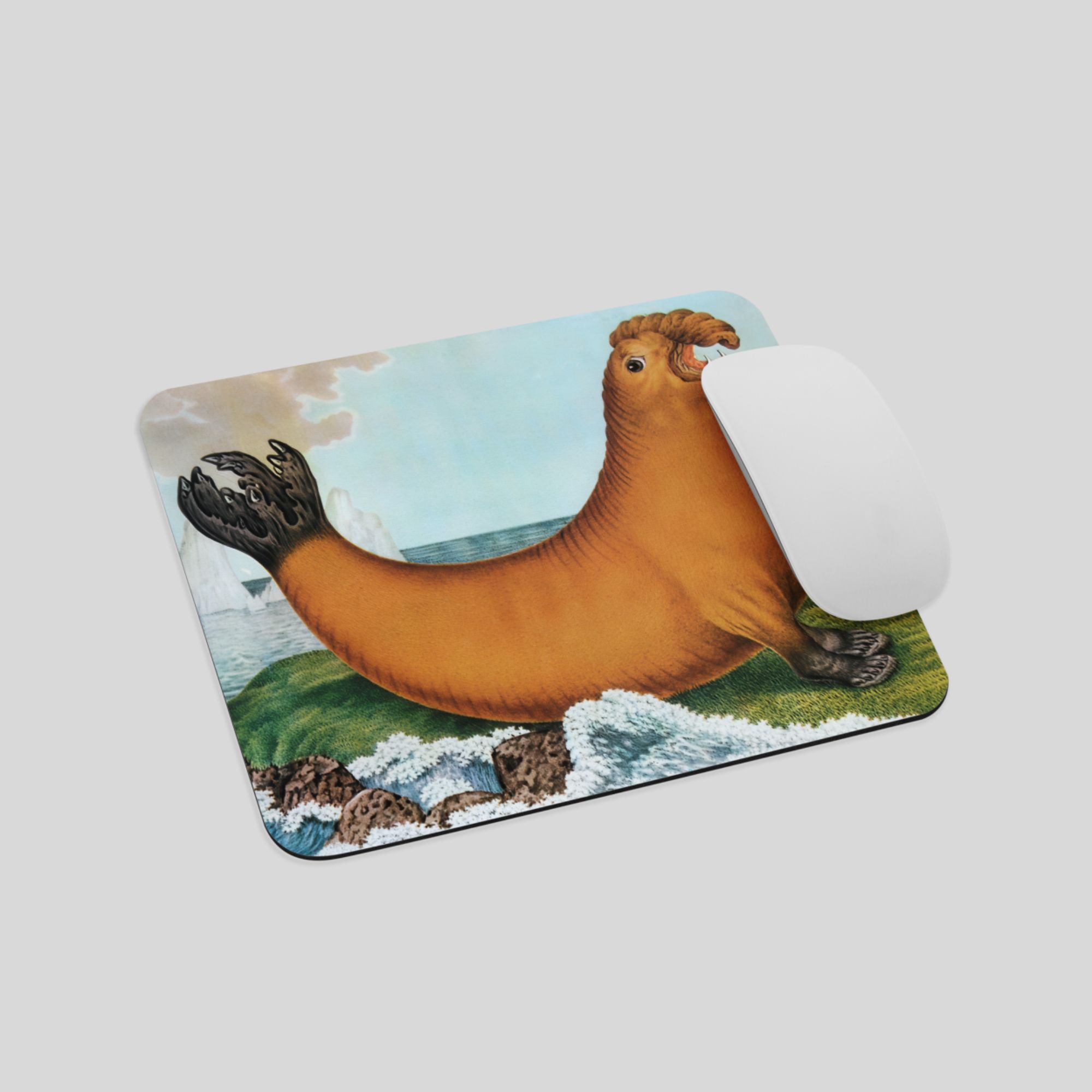 Elephant Seal