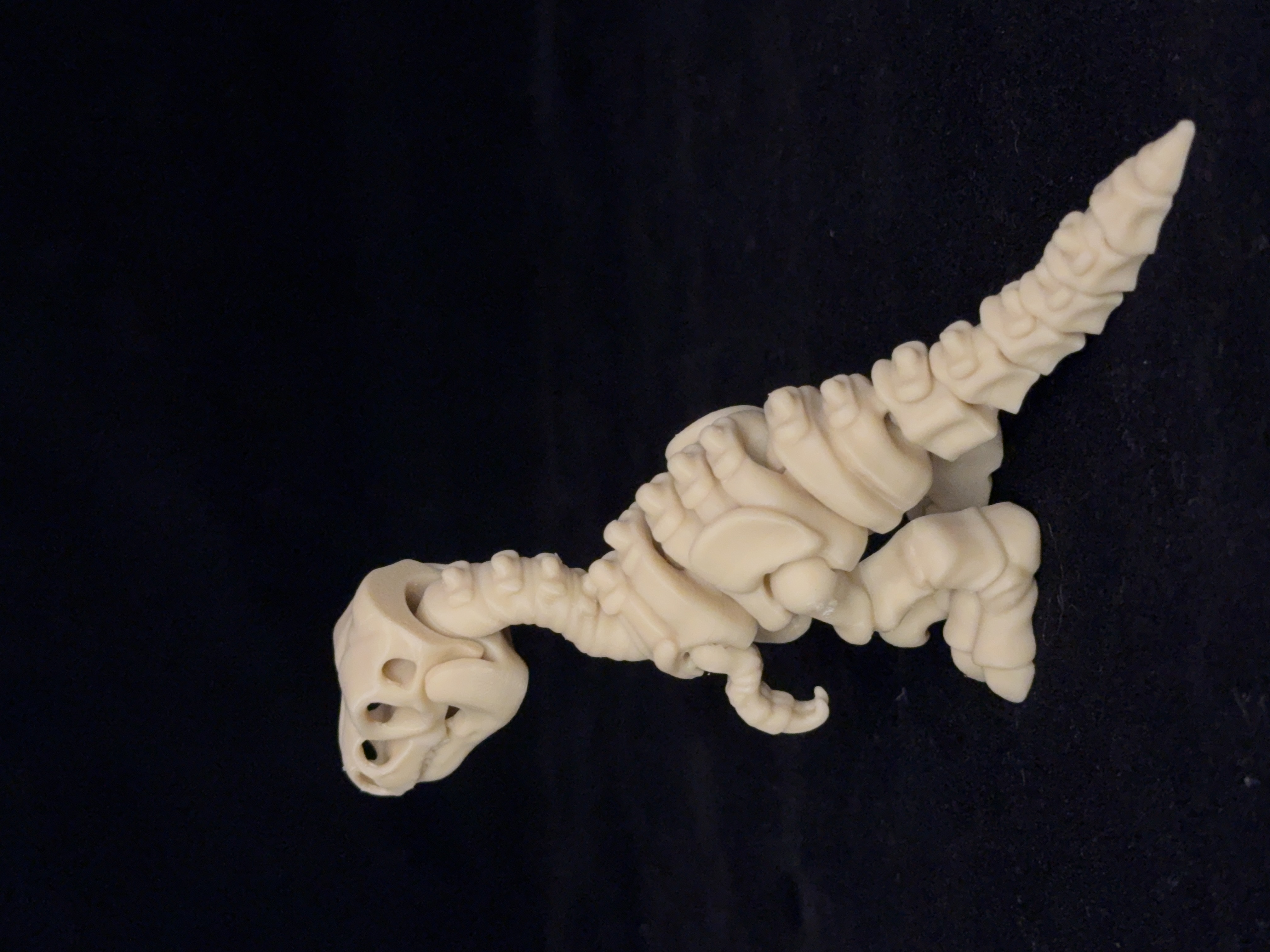 Flexi Velociraptor Dinosaurs Skeleton