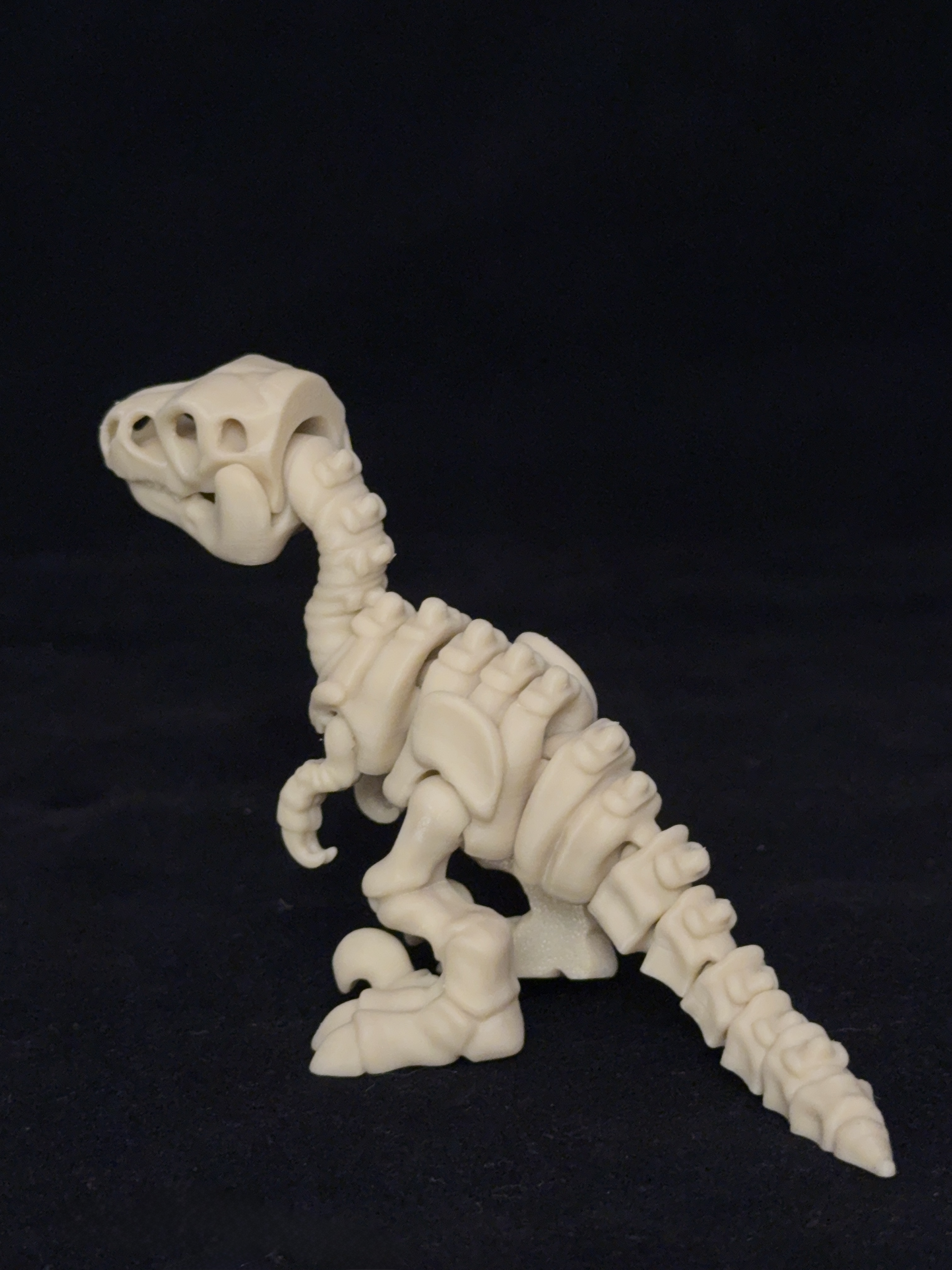 Flexi Velociraptor Dinosaurs Skeleton