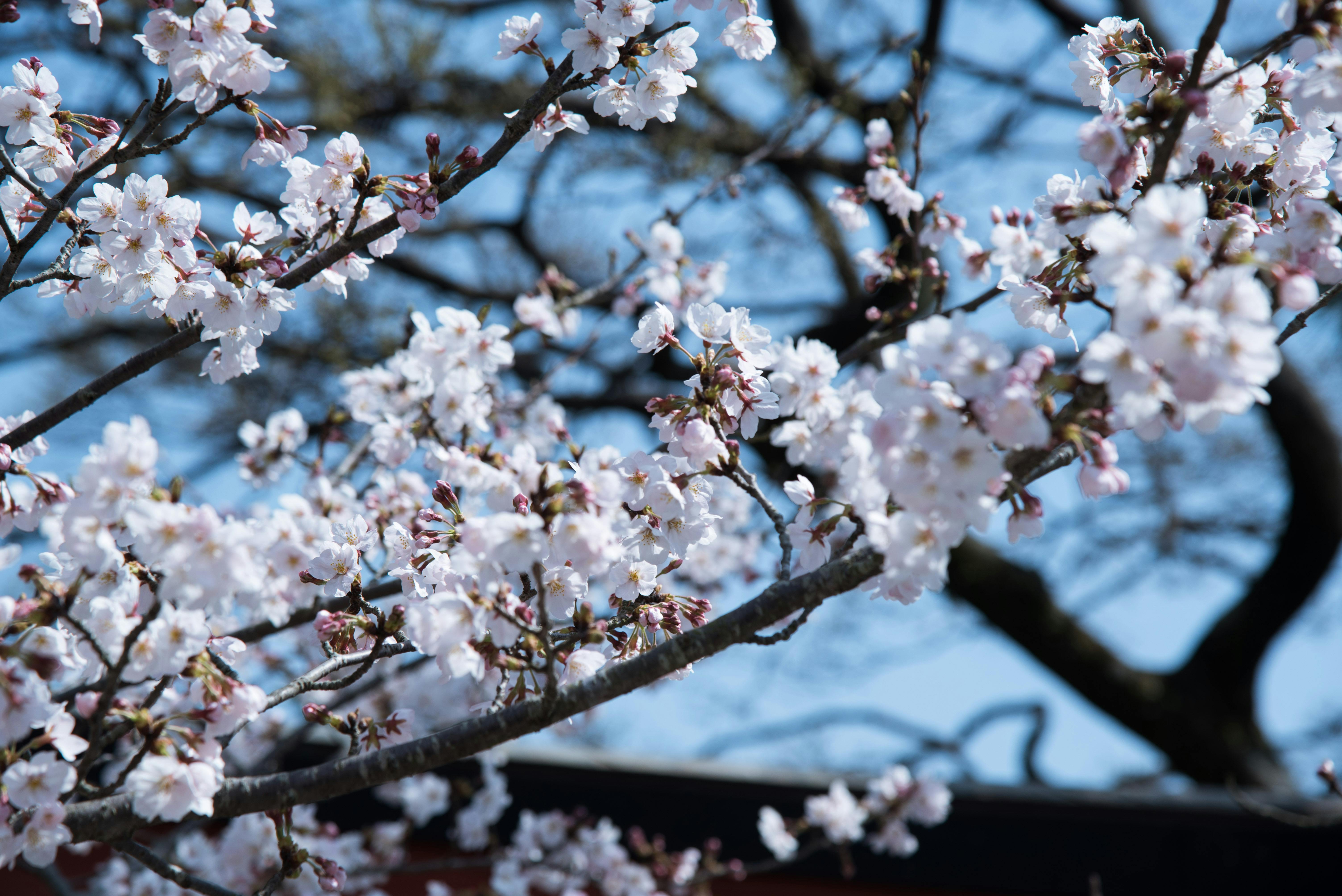 Japanese Cherry Blossom Wax Cubes