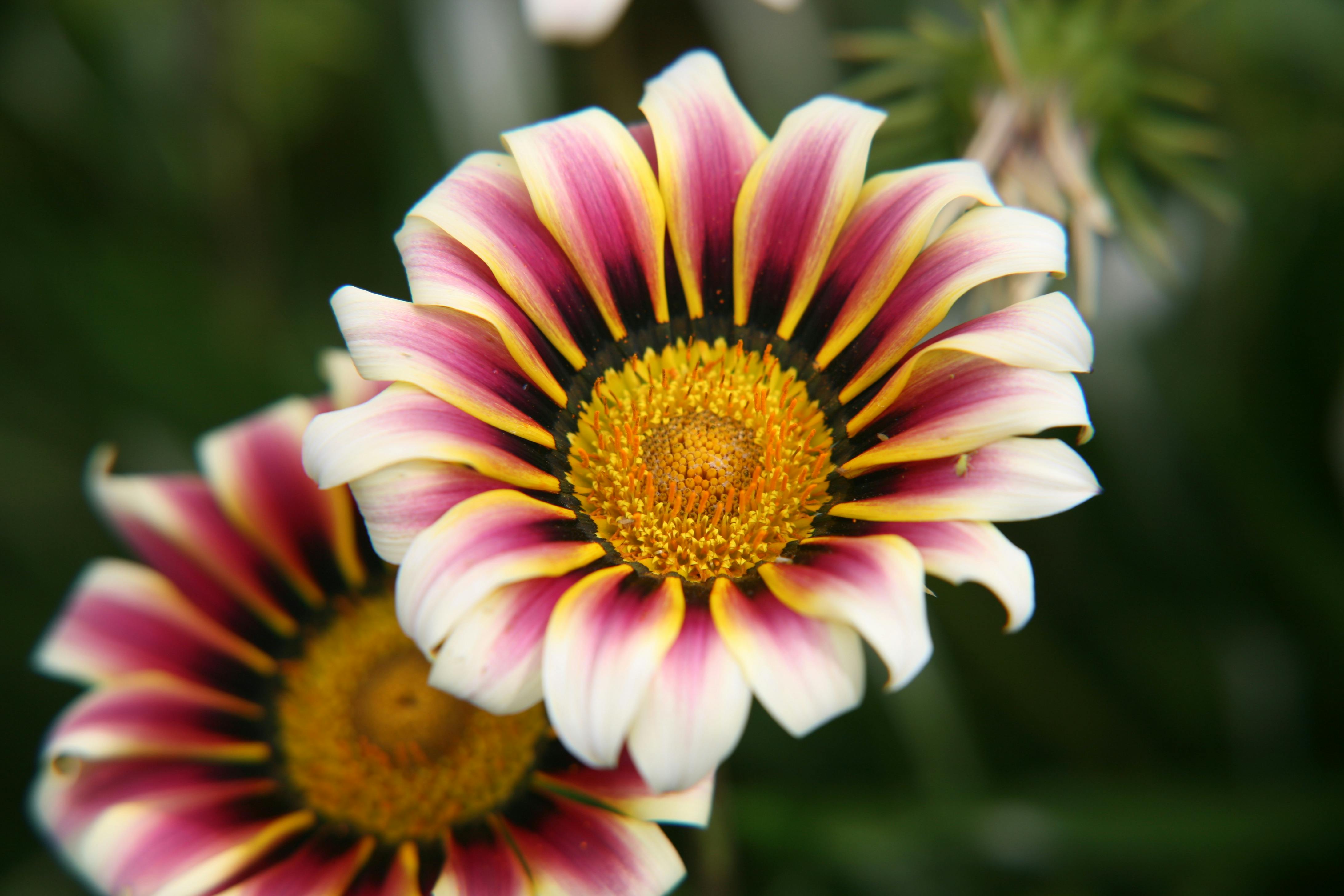 Mango Gardenia Wax Cubes