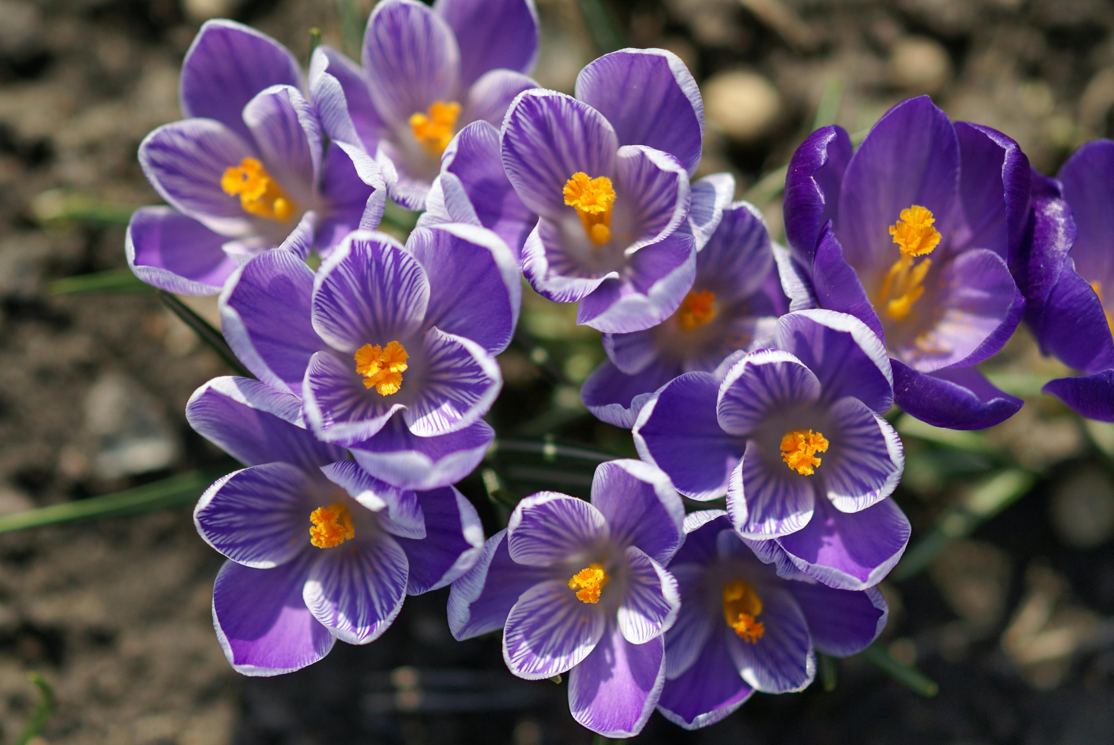 Black Violet Saffron Wax Cubes