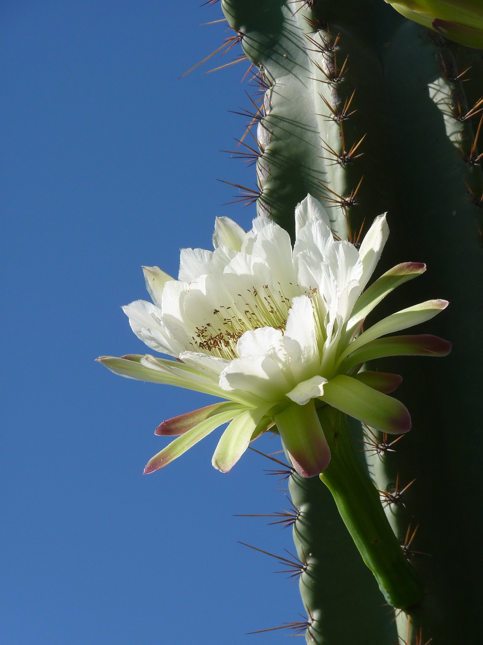 Baja Cactus Blossom Wax Cubes