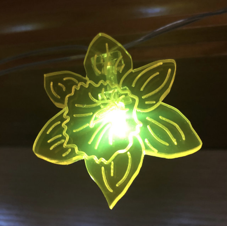 Goleuadau Cennin Pedr | Daffodil Lights